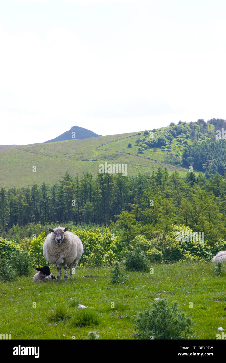 Ewe avec de l'agneau, vue à l'échelle vers, shutlingloe, dans l'arrière-plan Banque D'Images