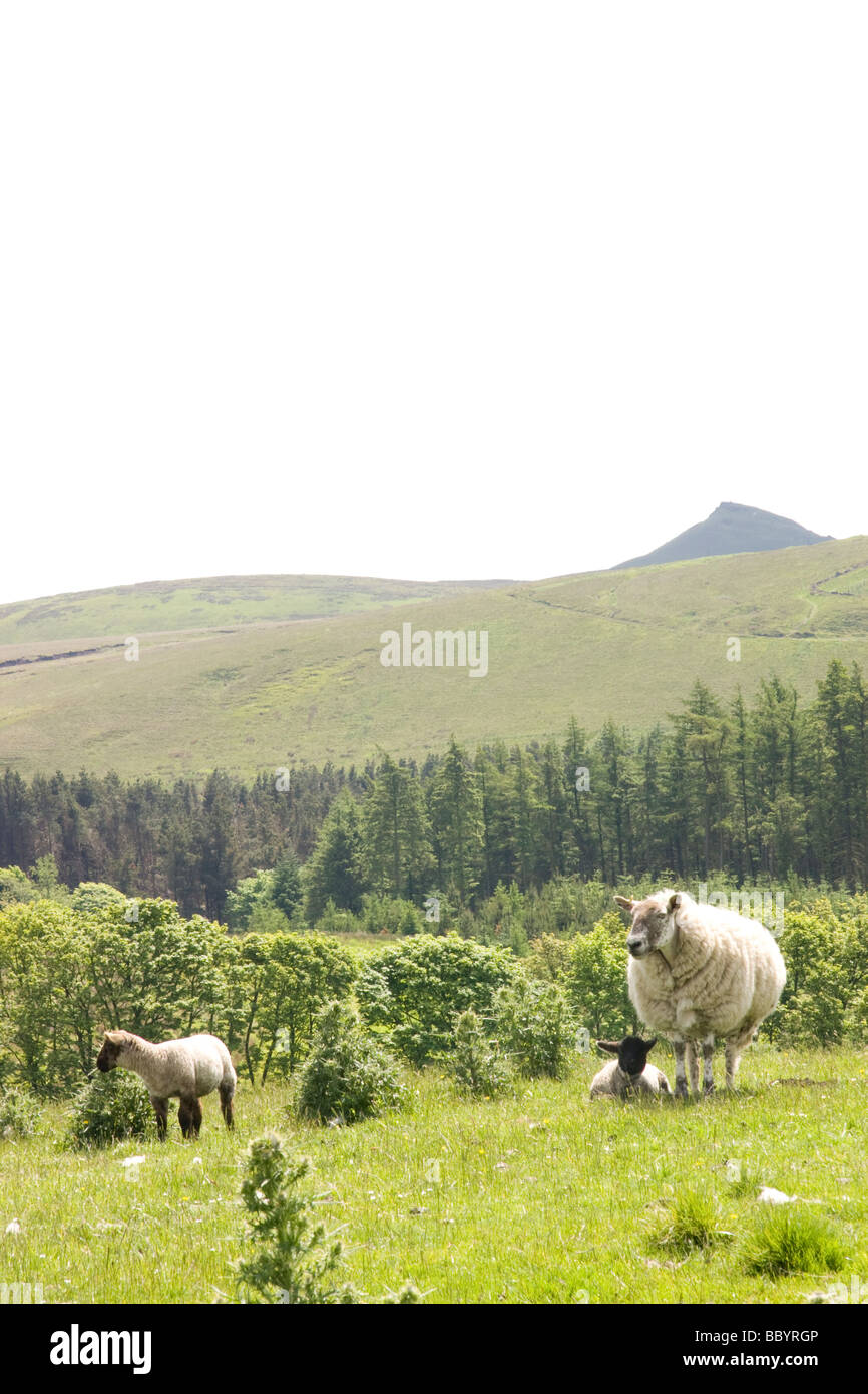 Ewe avec de l'agneau, vue à l'échelle vers, shutlingloe, dans l'arrière-plan Banque D'Images
