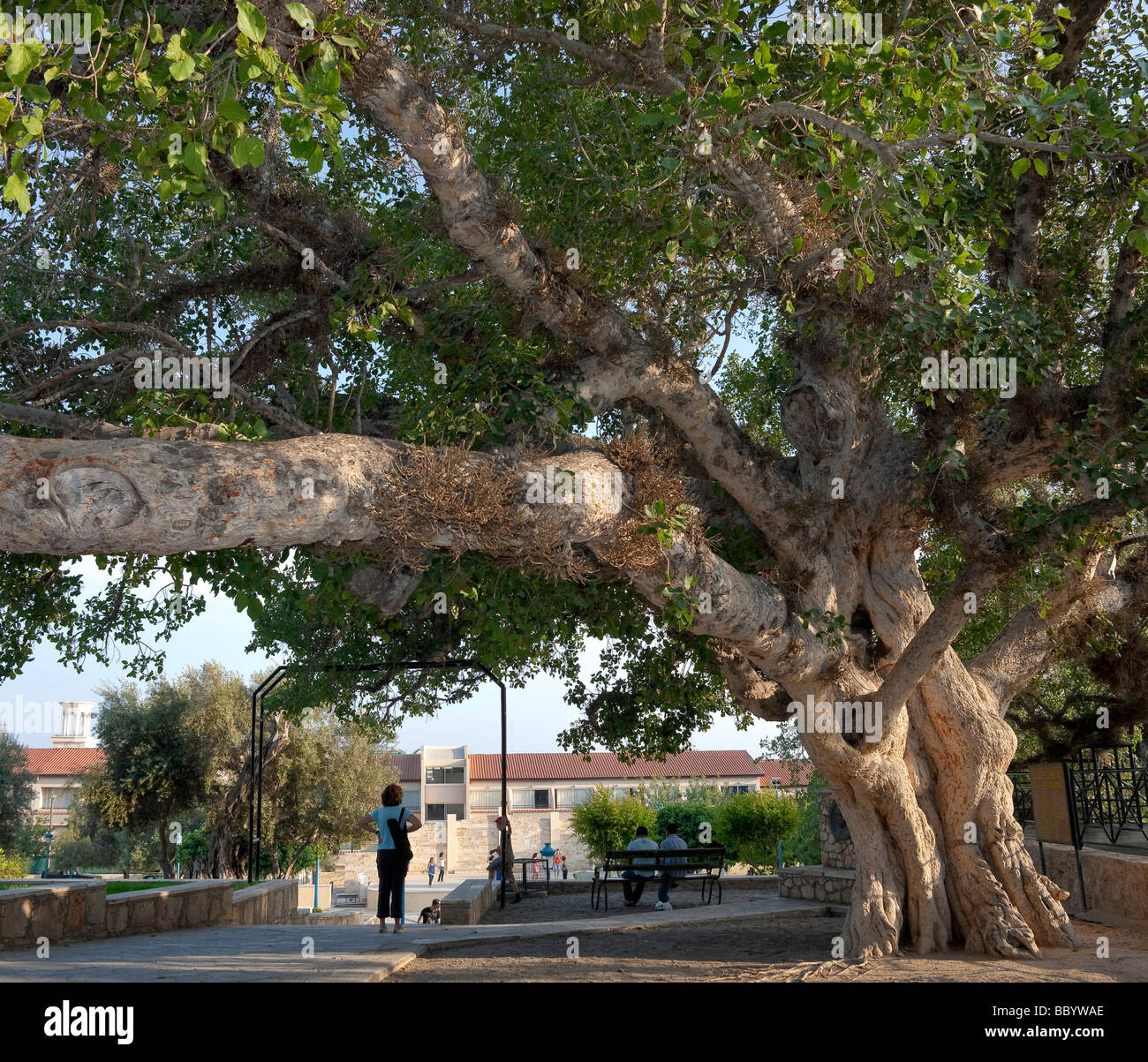 Figuier sycomore antique (Ficus sycomorus, Sykomore), dans le monastère d'Agia Napa ou Ayia Napa, Chypre du Sud, Côte Est, Banque D'Images