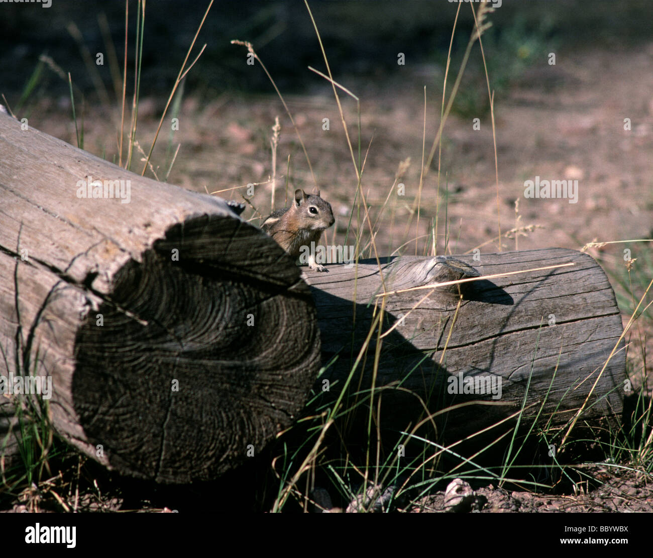 Sur un rongeur log in North Rim du Grand Canyon National Park Arizona USA Banque D'Images