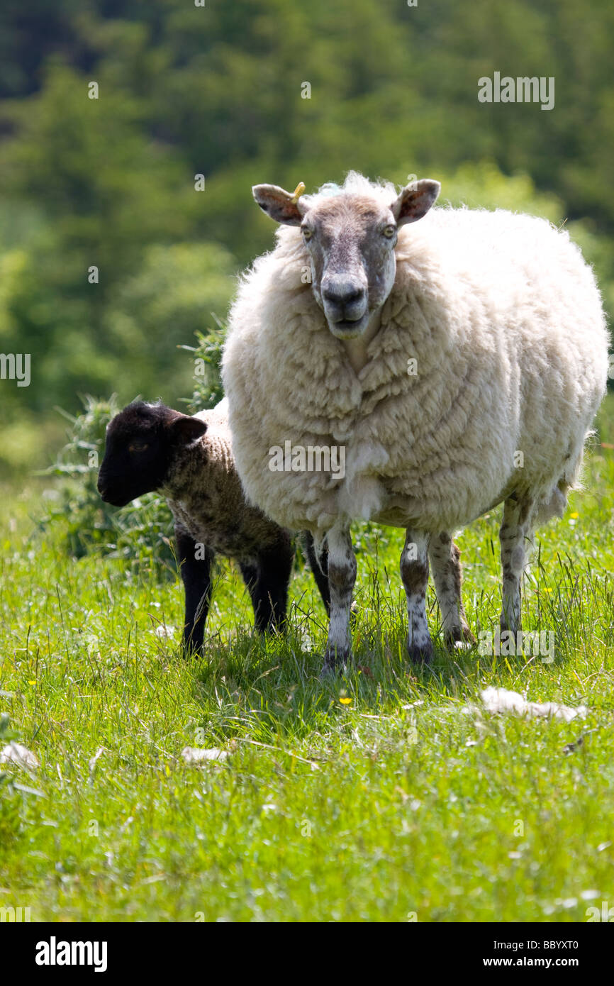 Avec l'agneau, la brebis près de Macclesfield Forrest Banque D'Images