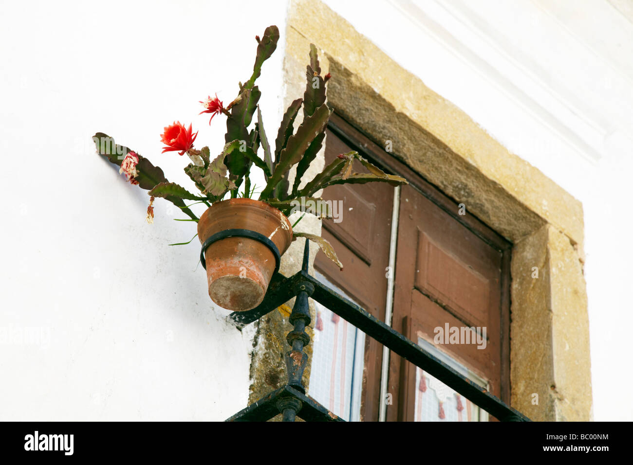Pot de fleurs à la fenêtre, Obidos, Portugal Banque D'Images