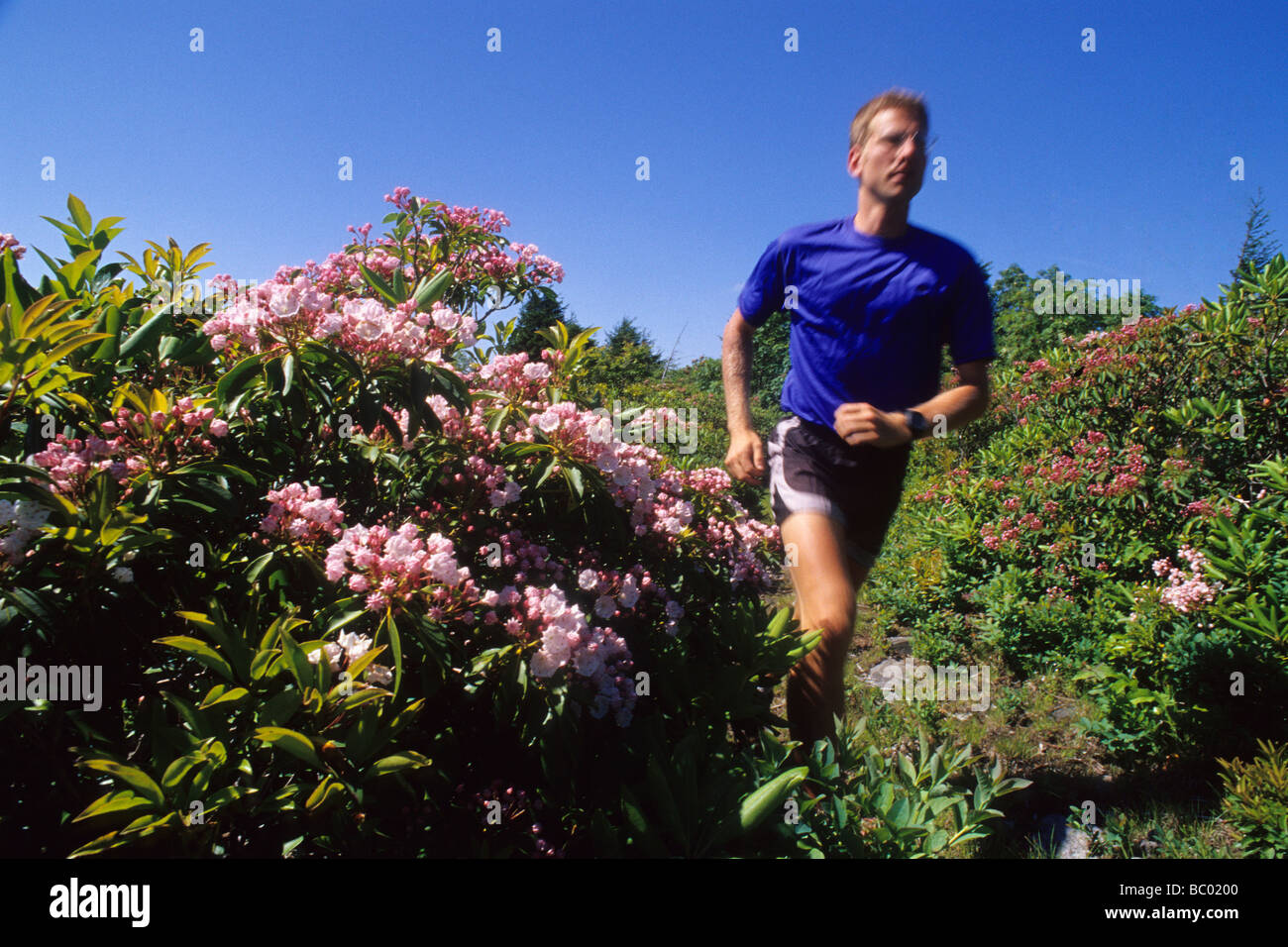 Homme Trail Runner vitesse dans les rhododendrons en fleurs. Banque D'Images