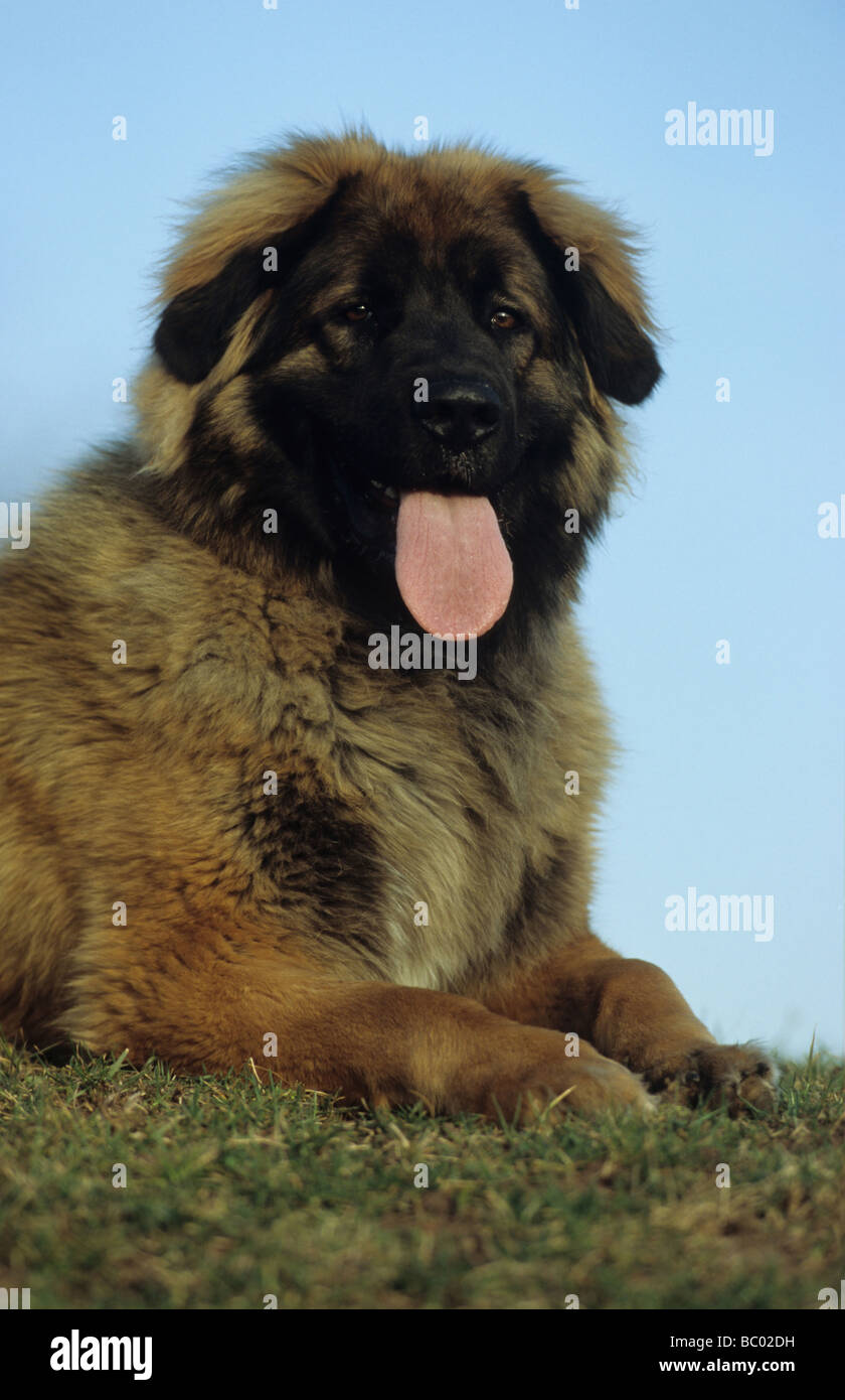 De Leonberg (Canis lupus familiaris), portrait d'un jeune chien couché Banque D'Images