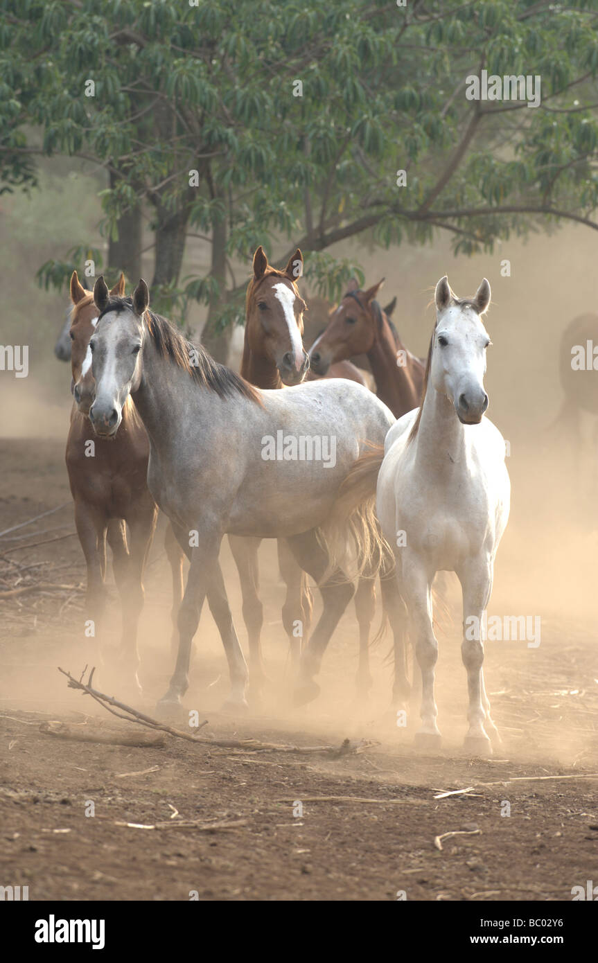Partbred (Equus caballus), troupeau sur sol poussiéreux Banque D'Images