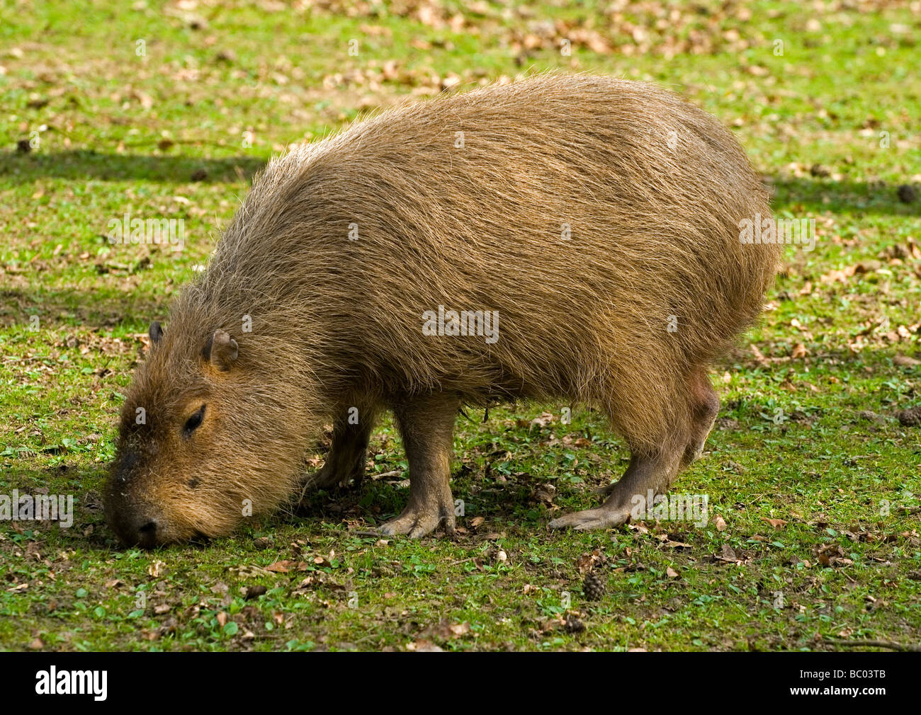 Le capybara Hydrochoerus hydrochaeris est le plus gros rongeur du monde et  on le trouve en Amérique du Sud Photo Stock - Alamy