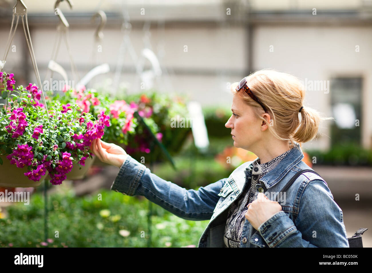 Femme à la recherche de paniers de fleurs suspendus dans une serre. Banque D'Images
