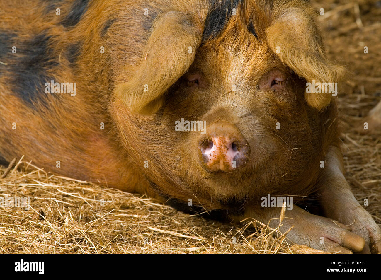 L'Oxford Sandy et cochon noir, ou "Plum-pudding ou Oxford Forest Pig" est l'une des plus anciennes races porcines britannique Banque D'Images