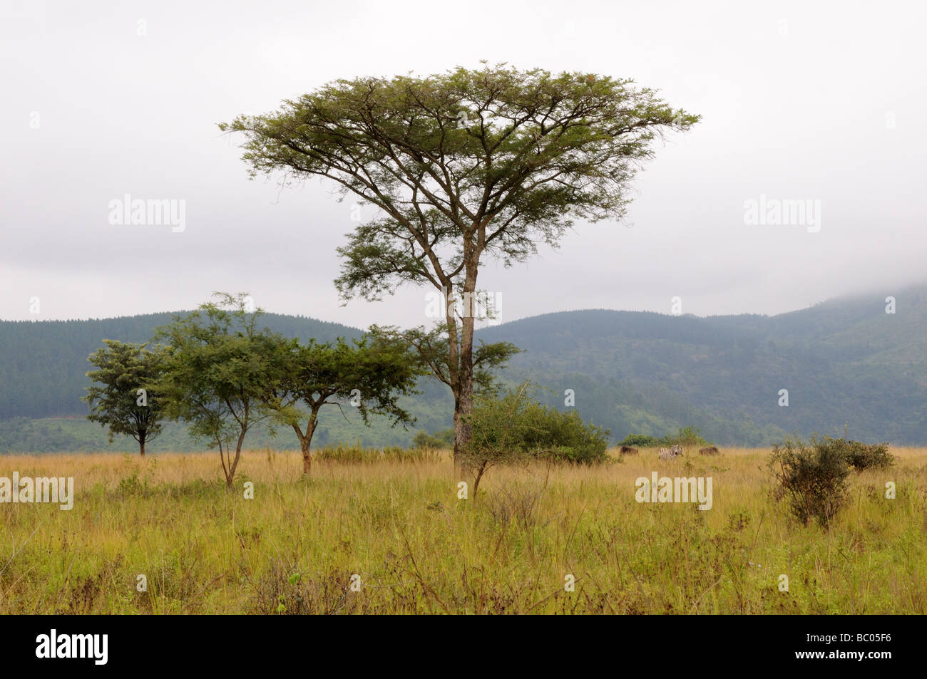 Eucalyptus Mlilwane Wildlife Sanctuary Swazlland Afrique du Sud Banque D'Images