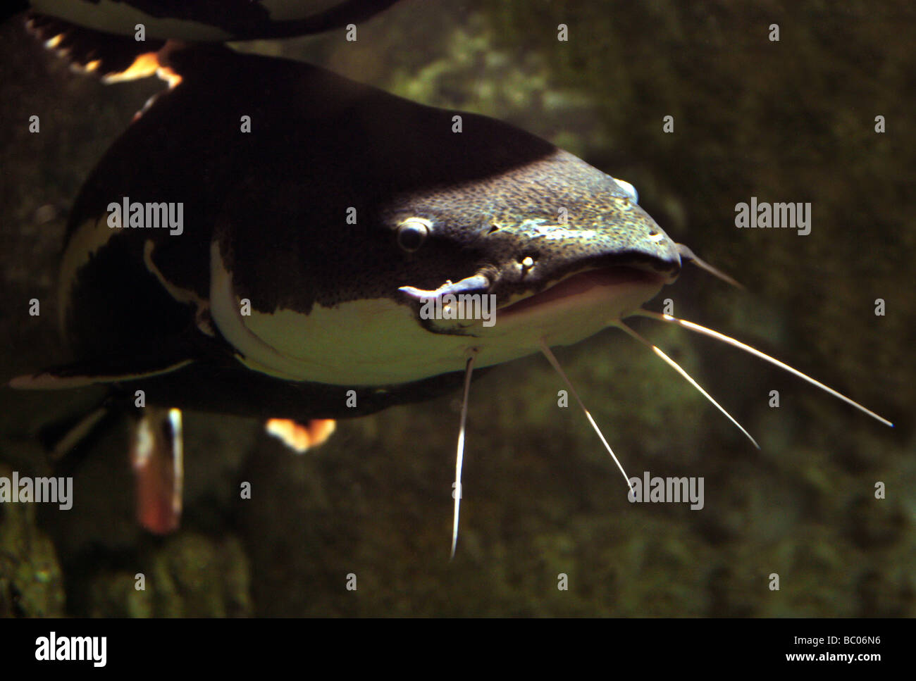 Redtailed ou Redtail Catfish, Pimelodidae Phractocephalus hemioliopterus,. Également connu sous le nom de camus ou barbue barbue d'antenne. Banque D'Images