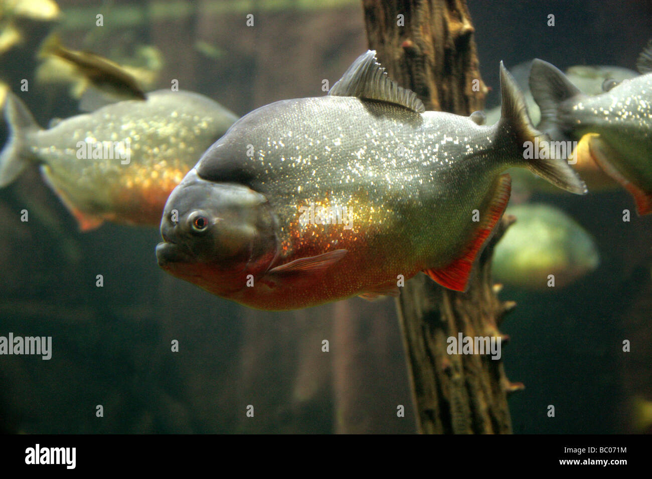 Le Piranha à ventre rouge, Pygocentrus nattereri, sud-américaine des poissons d'eau douce. Banque D'Images