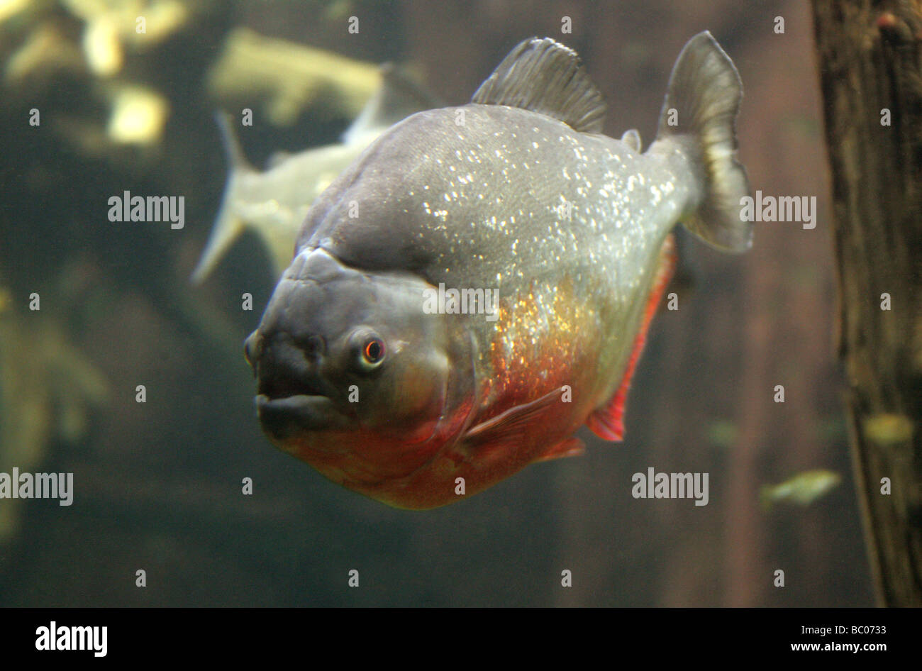 Le Piranha à ventre rouge, Pygocentrus nattereri, sud-américaine des poissons d'eau douce. Banque D'Images