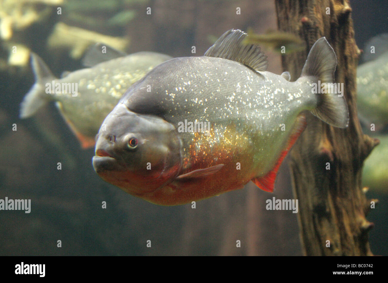 Le Piranha à ventre rouge, Pygocentrus nattereri, sud-américaine des poissons d'eau douce. Banque D'Images