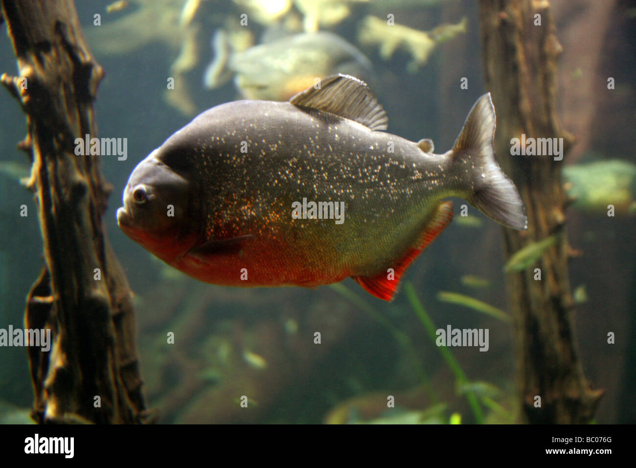 Le Piranha à ventre rouge, Pygocentrus nattereri, sud-américaine des poissons d'eau douce. Banque D'Images