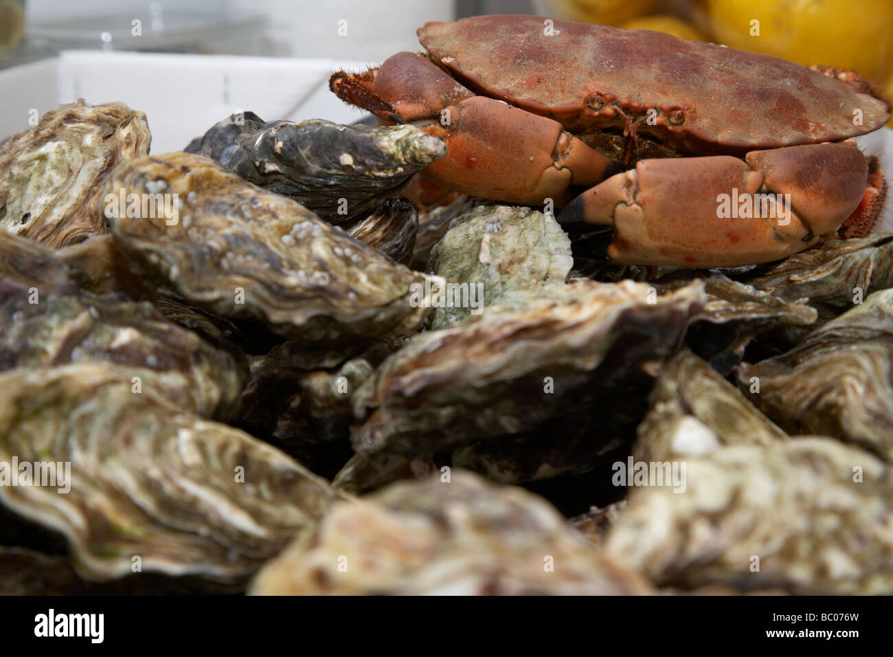Les huîtres et crabe rouge comestible sur un étal de fruits de mer et crustacés à un marché ouvert en irlande Banque D'Images