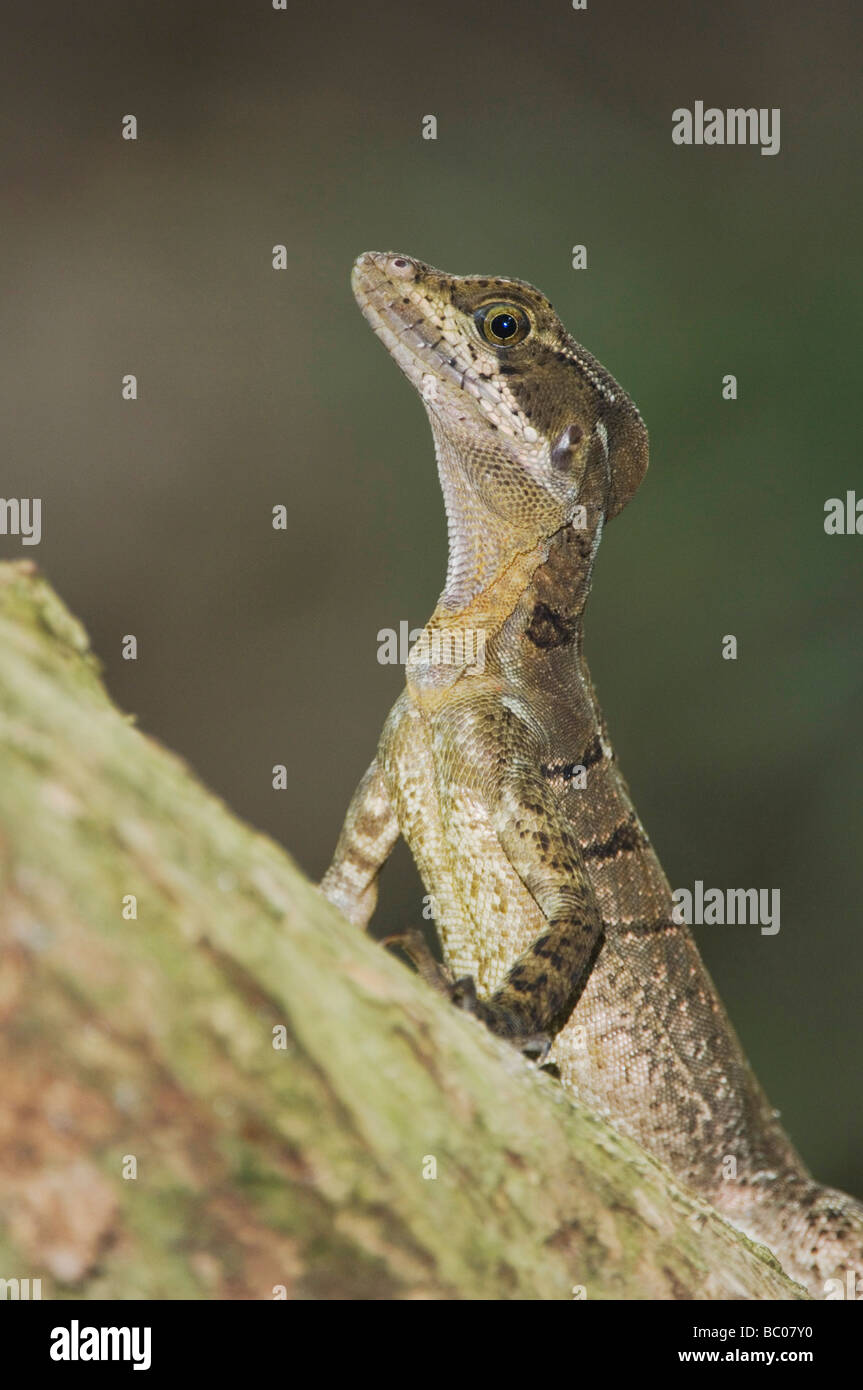 Basilic commun Basiliscus basiliscus Lézard Jésus Christ femme Parc National Manuel Antonio Costa Rica Côte Pacifique Centrale Banque D'Images