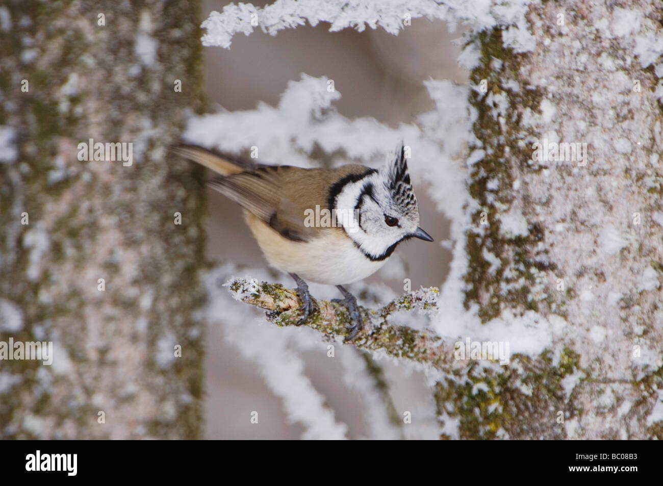 Mésange huppée Parus cristatus adulte sur branche avec frost par moins 15 Celsius Lenzerheide Suisse Mars 2005 Banque D'Images