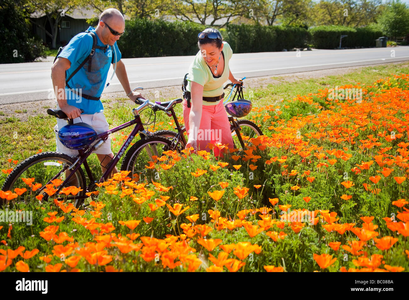 Un couple à bicyclette s'arrête pour admirer les coquelicots de Californie qui fleurit au printemps, près de Los Olivos California Santa Ynez Valley Banque D'Images