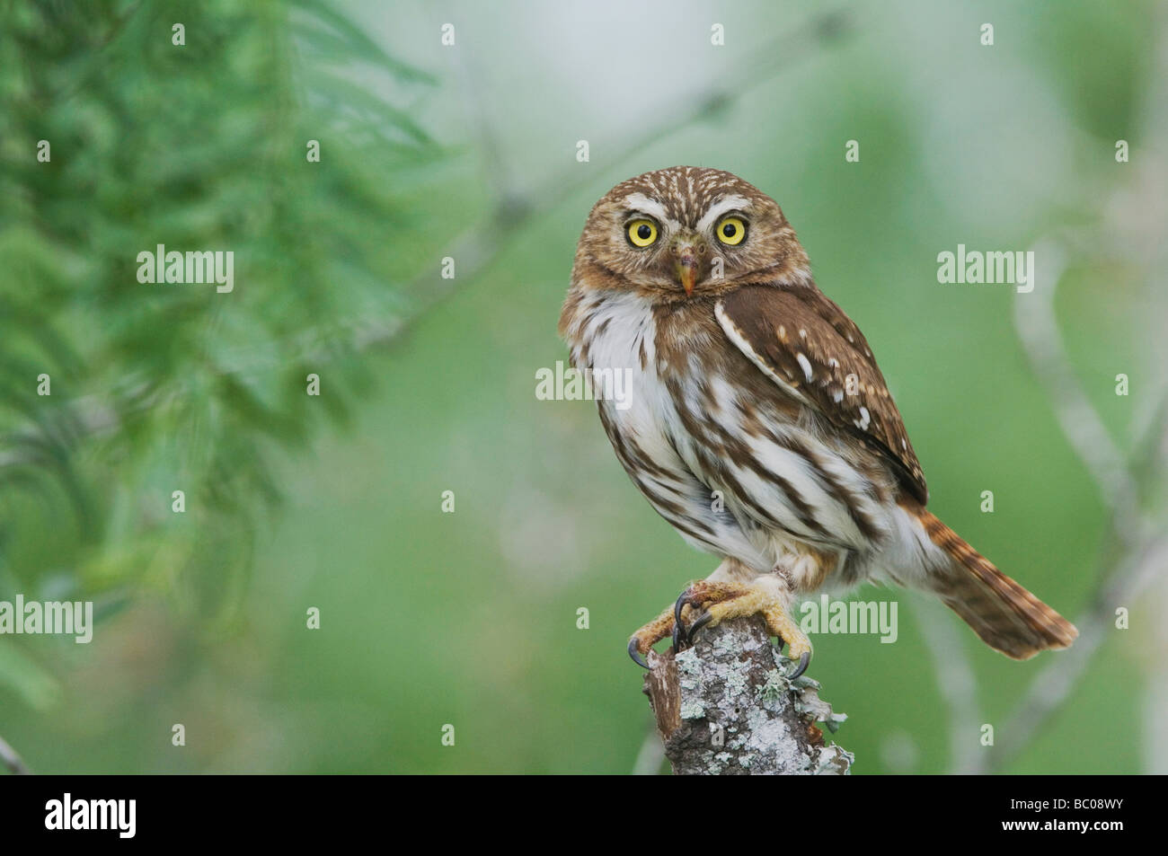 Chouette naine Glaucidium brasilianum ferrugineux des profils Willacy County Rio Grande Valley Texas USA Mai 2007 Banque D'Images