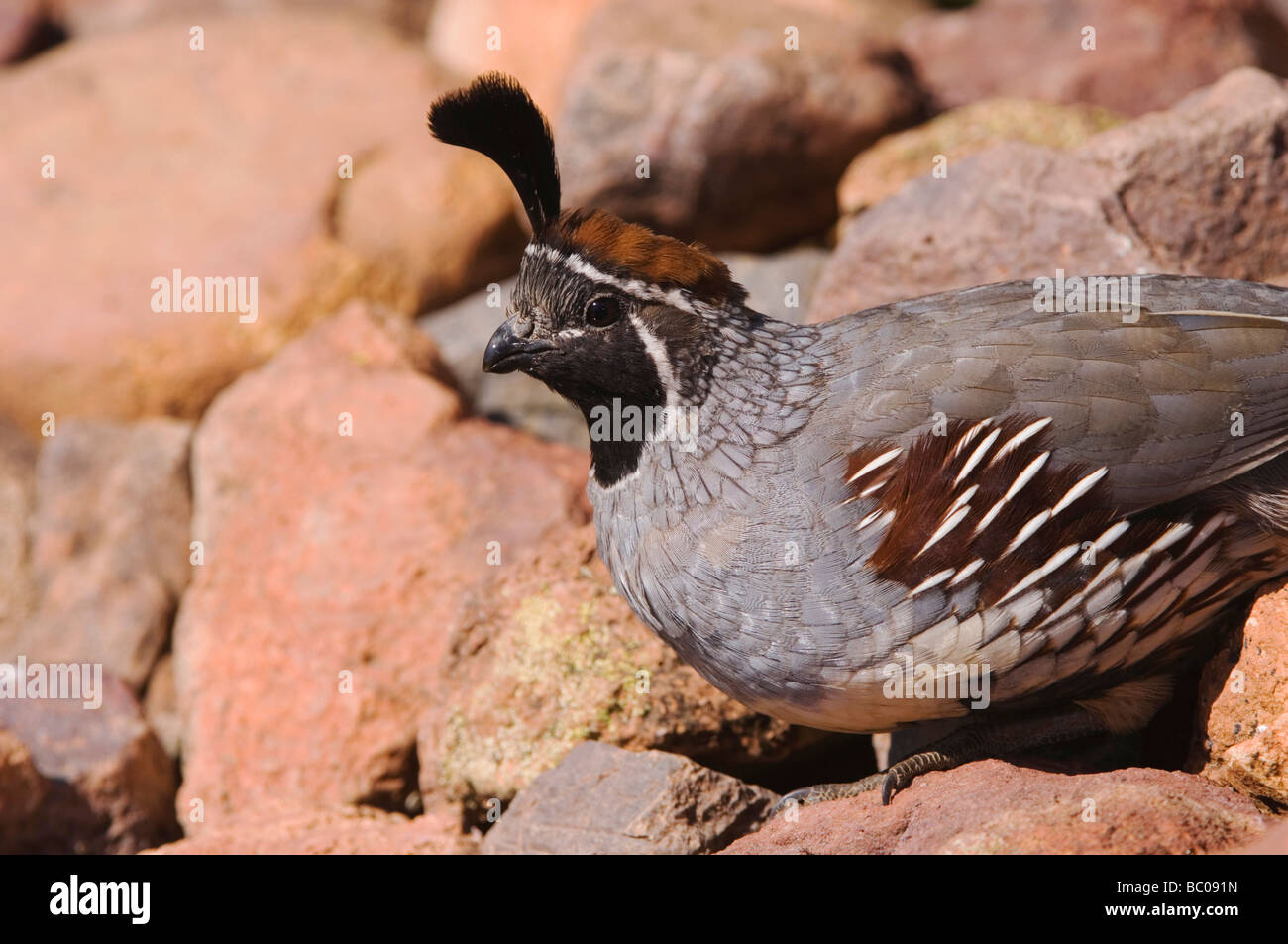 Colin de Gambel Callipepla gambelii s mâles Tucson Arizona USA Septembre 2006 Banque D'Images