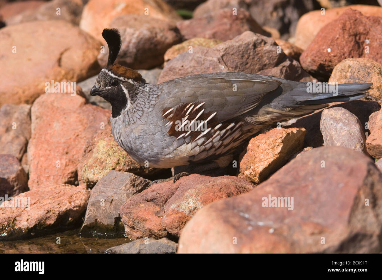 Colin de Gambel Callipepla gambelii s mâles Tucson Arizona USA Septembre 2006 Banque D'Images