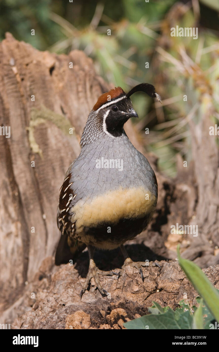 Colin de Gambel Callipepla gambelii s mâles Tucson Arizona USA Septembre 2006 Banque D'Images