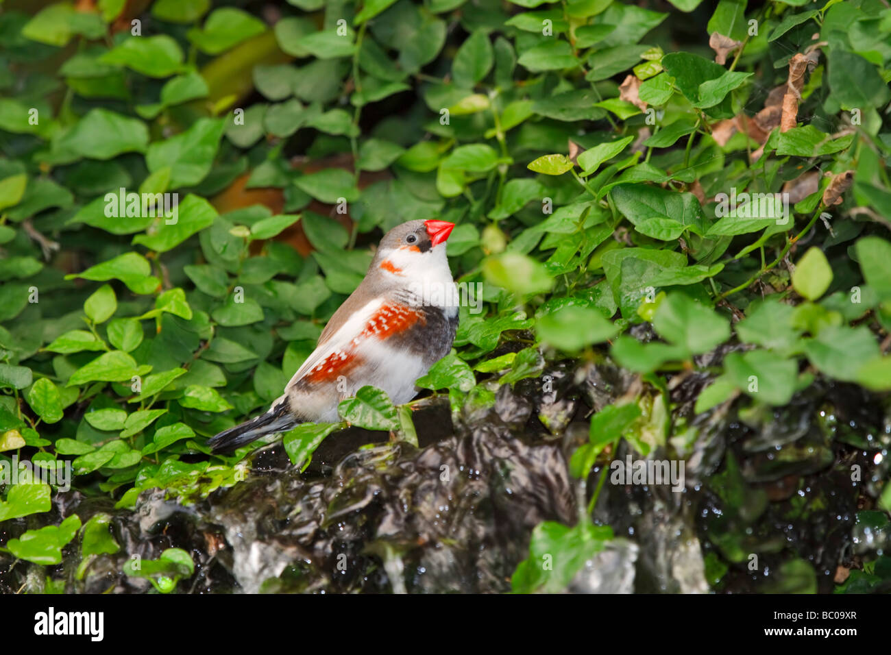 Zebra Finch, Taeniopygia guttata Banque D'Images