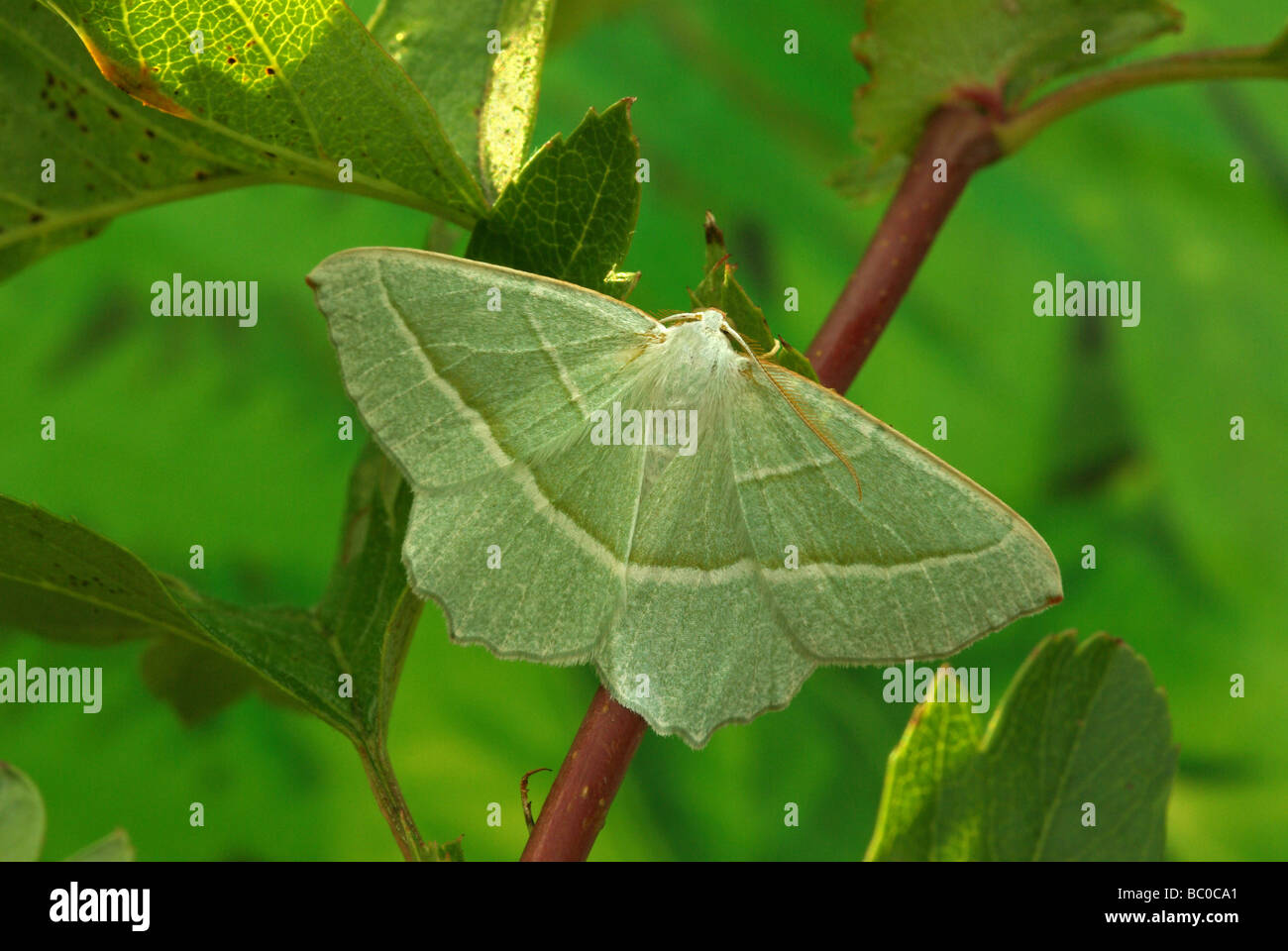 Papillon de lumière - Campaea margaritata émeraude Banque D'Images