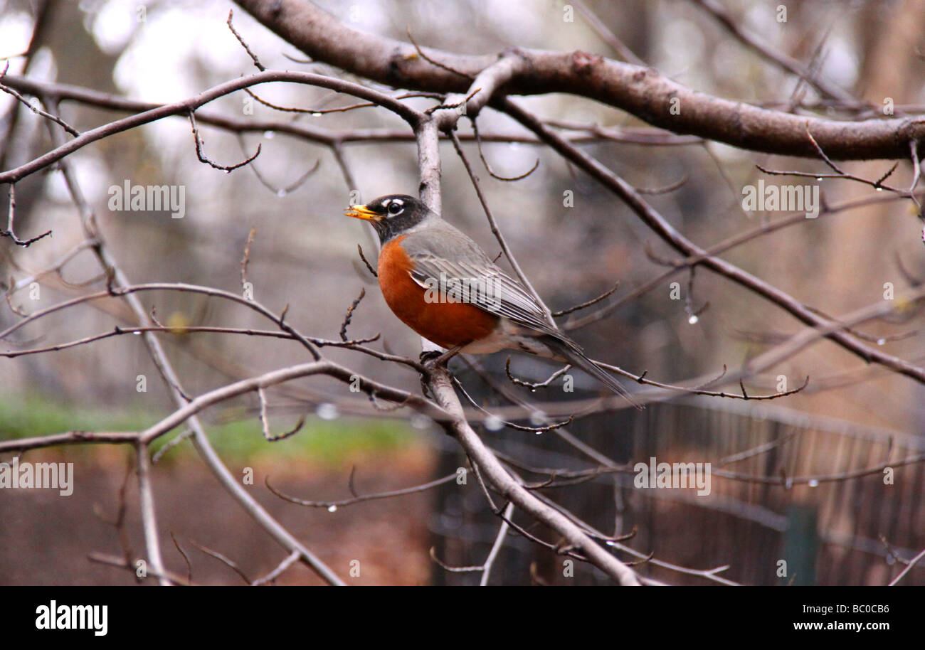 Robin comme un oiseau sur une branche dans la pluie, Central Park, New York City Banque D'Images