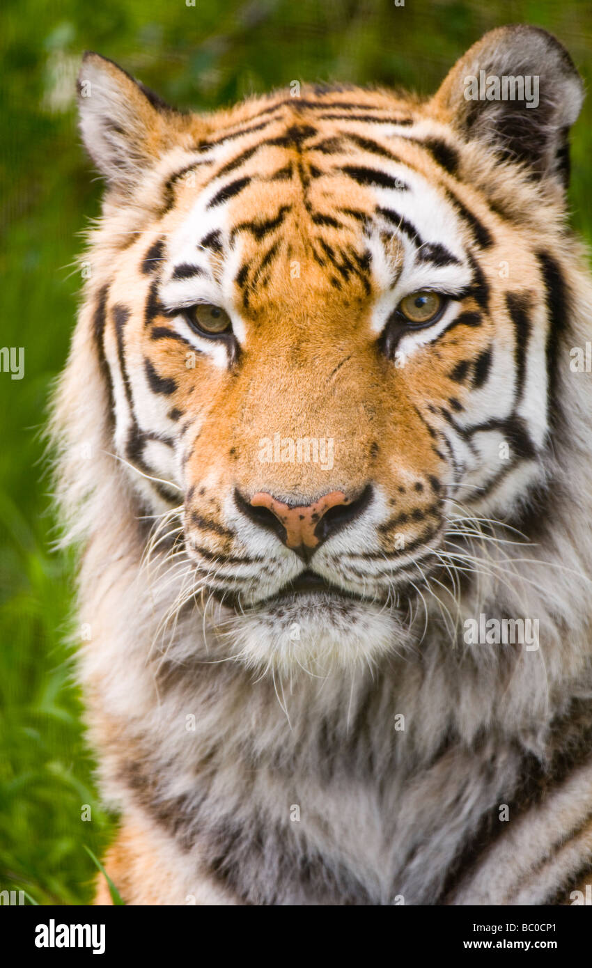 L'amour (Tiger) de Sibérie (Panthera tigris altaica) Banque D'Images