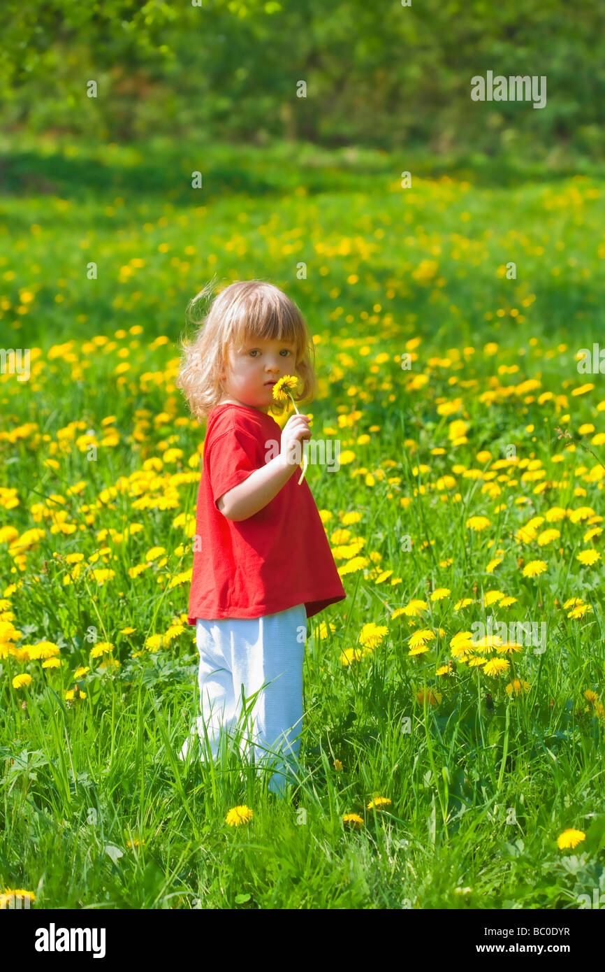 Garçon 2 5 ans holding dandelion debout dans un champ de printemps Banque D'Images