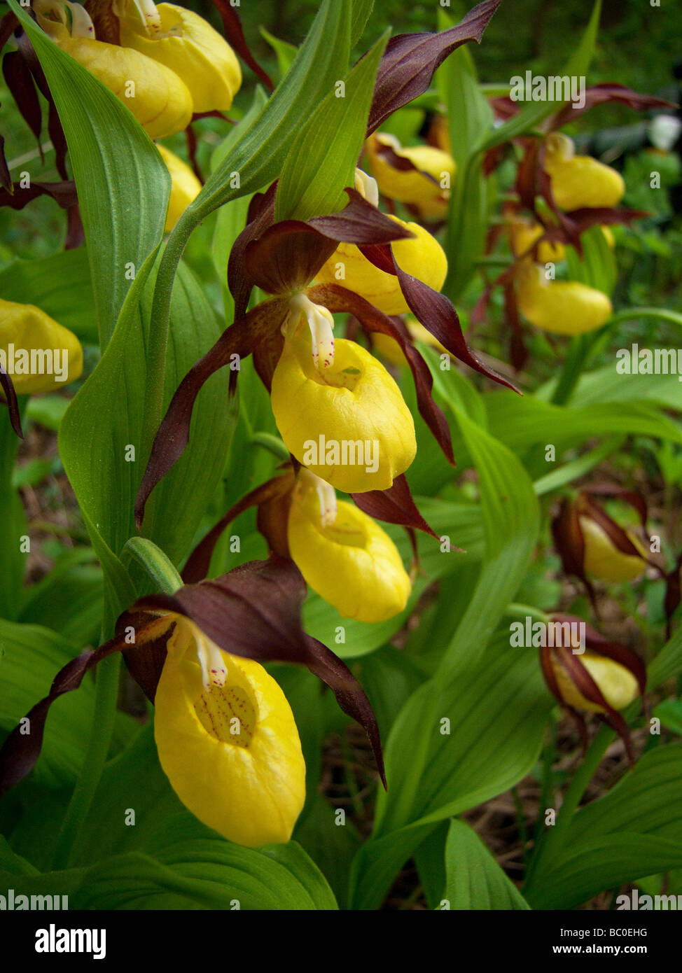 Cypripedium calceolus Dame , Chaussons , alias Lady's Slipper ,-de-passereau , Ladyslipper Banque D'Images