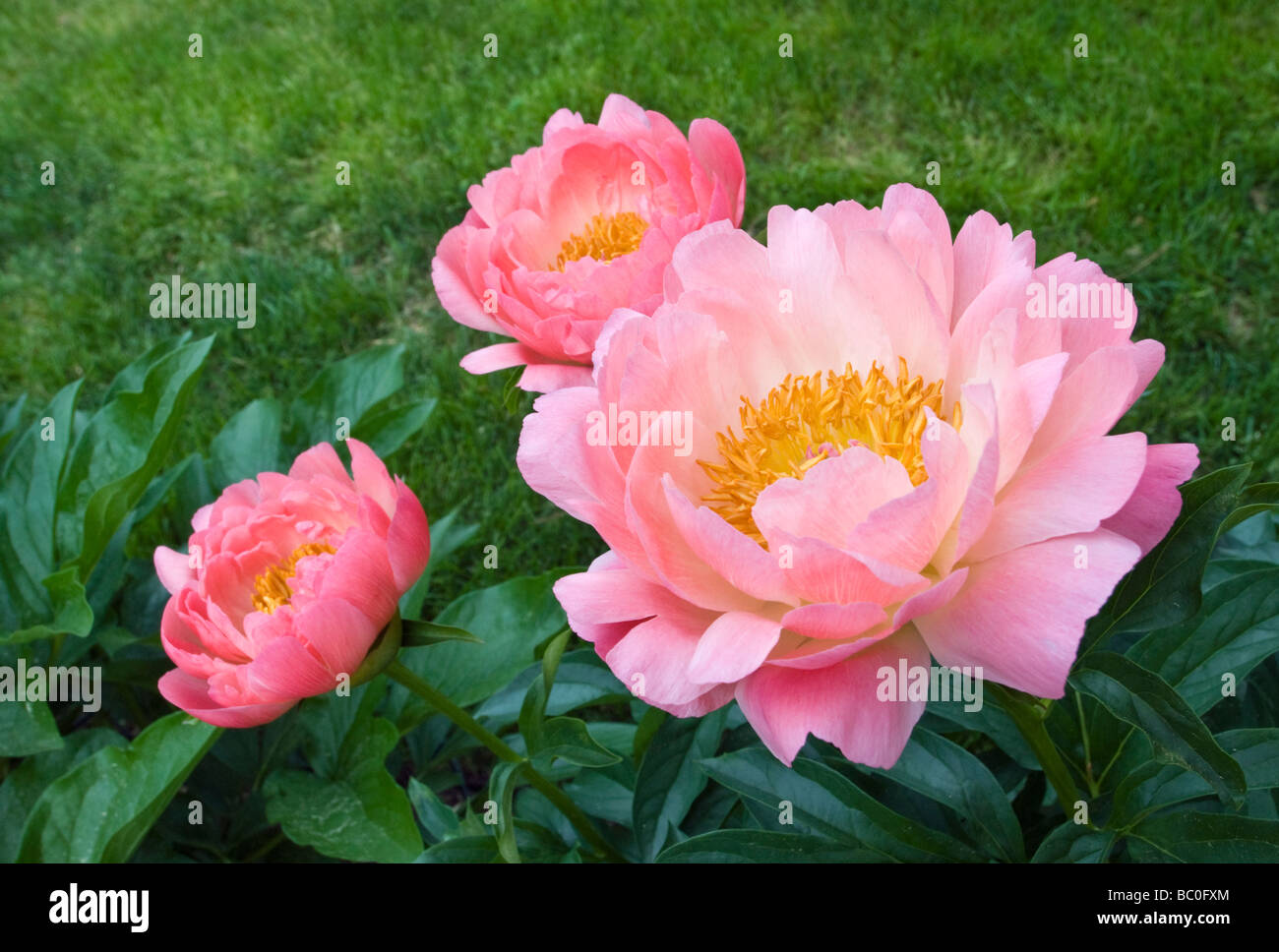 Paeonia Coral Sunset Banque D'Images