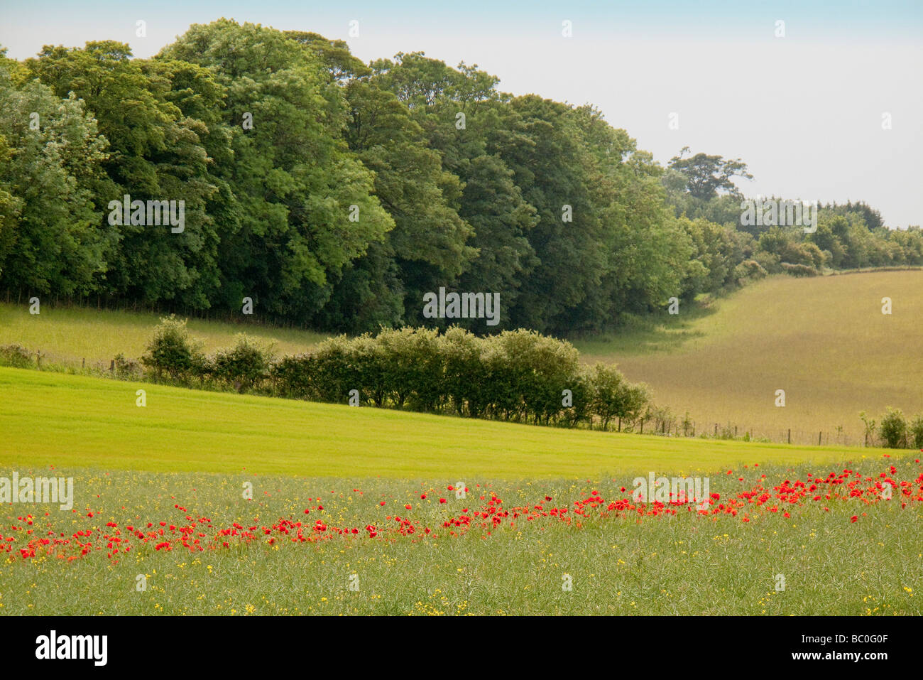 Champ de coquelicots sauvages ou coquelicot Papaver rhoeas dans un champ Banque D'Images