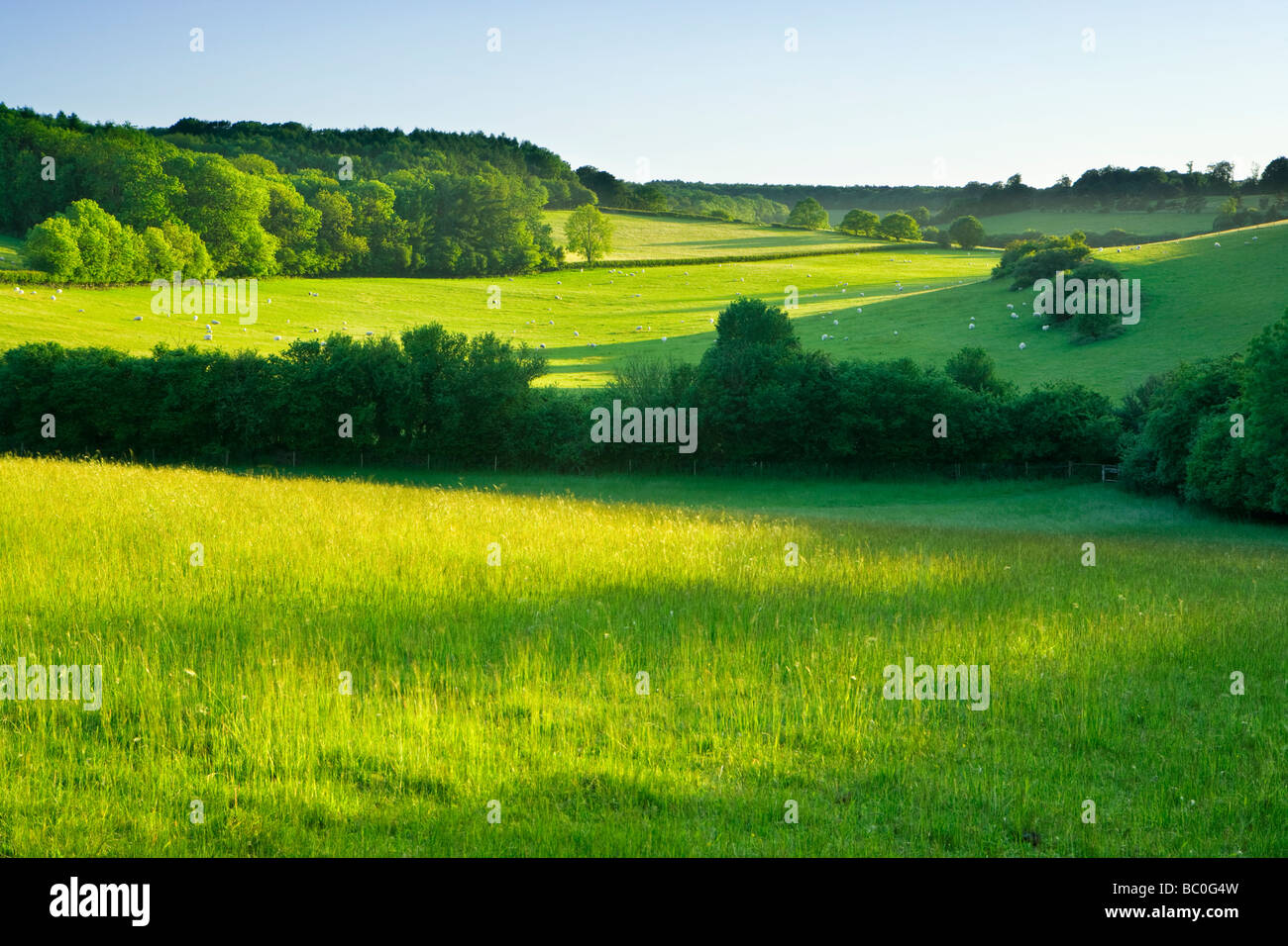 Les champs avec les moutons sur les dunes du nord près de Dorking, Surrey, UK. Banque D'Images