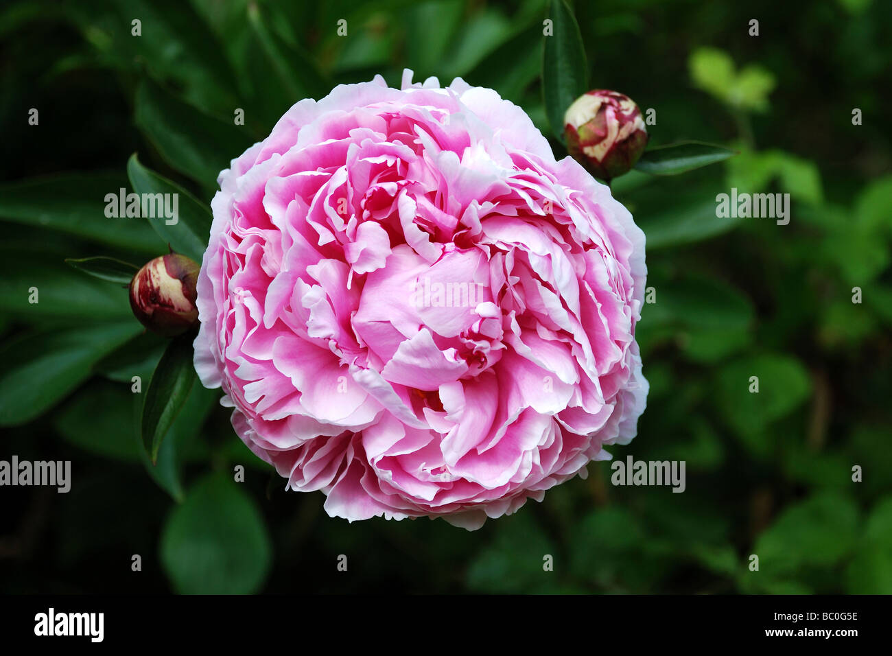 En fleur de pivoine rose Banque D'Images