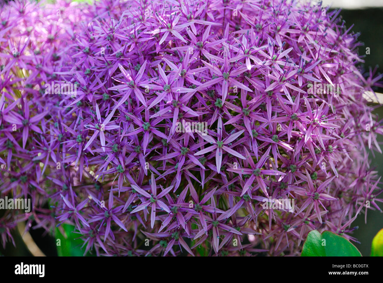 Close up of LILIACEAE Allium Globemaster grand capitule violet composé de centaines de fleurs forme star Banque D'Images