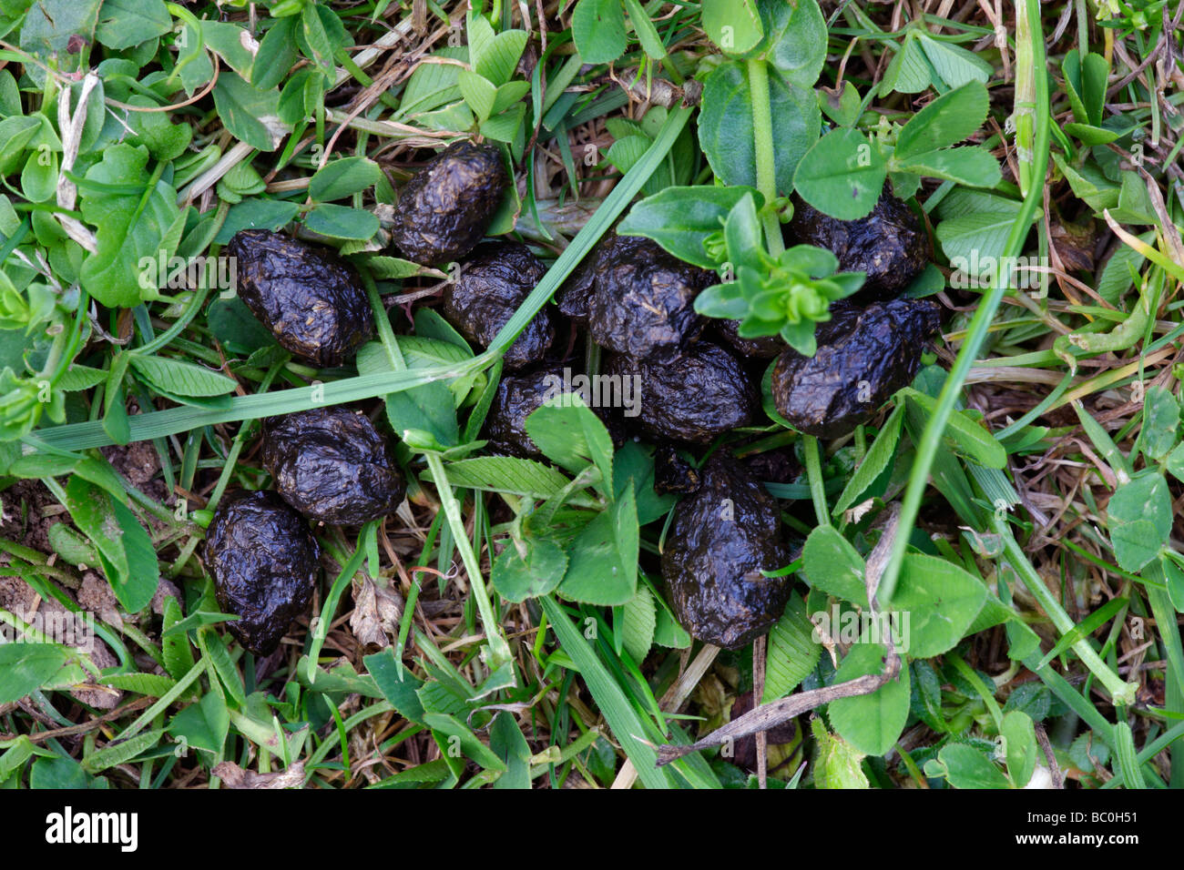 Crottes de lapin Banque de photographies et d’images à haute résolution Alamy