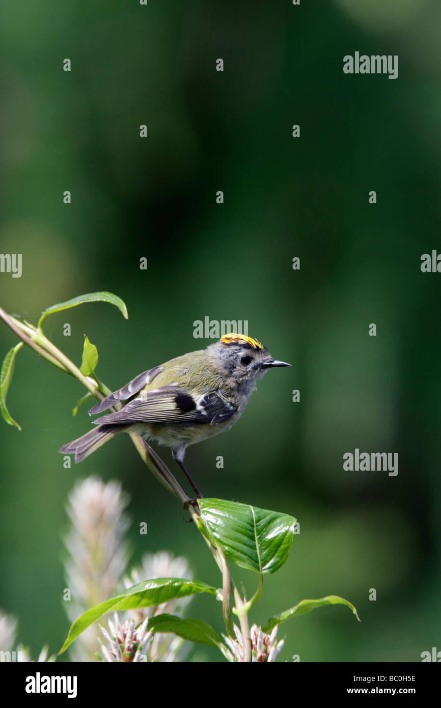 Regulus regulus Goldcrest Banque D'Images