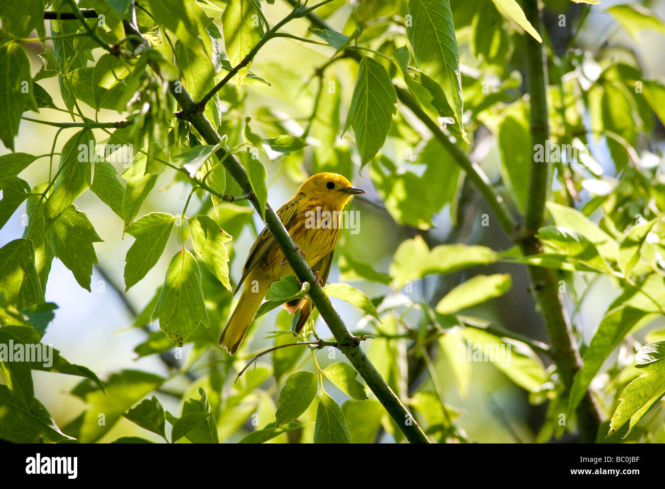 Paruline jaune - Setophaga petechia - perché sur une branche avec des feuilles vertes Banque D'Images