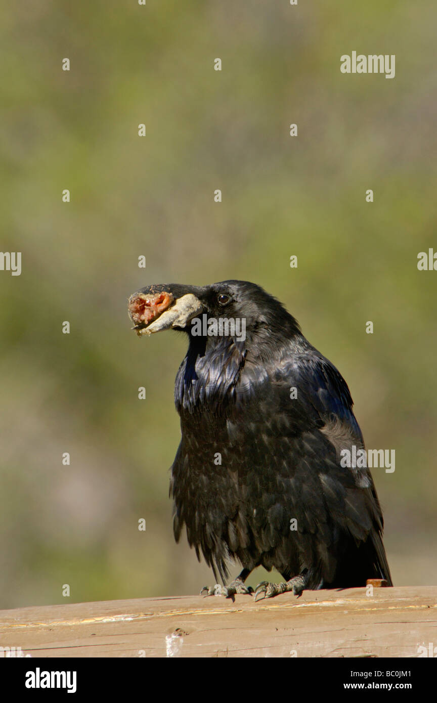 Grand Corbeau Corvus corax des profils avec de la nourriture Le Grand Teton NP Wyoming Septembre 2005 Banque D'Images