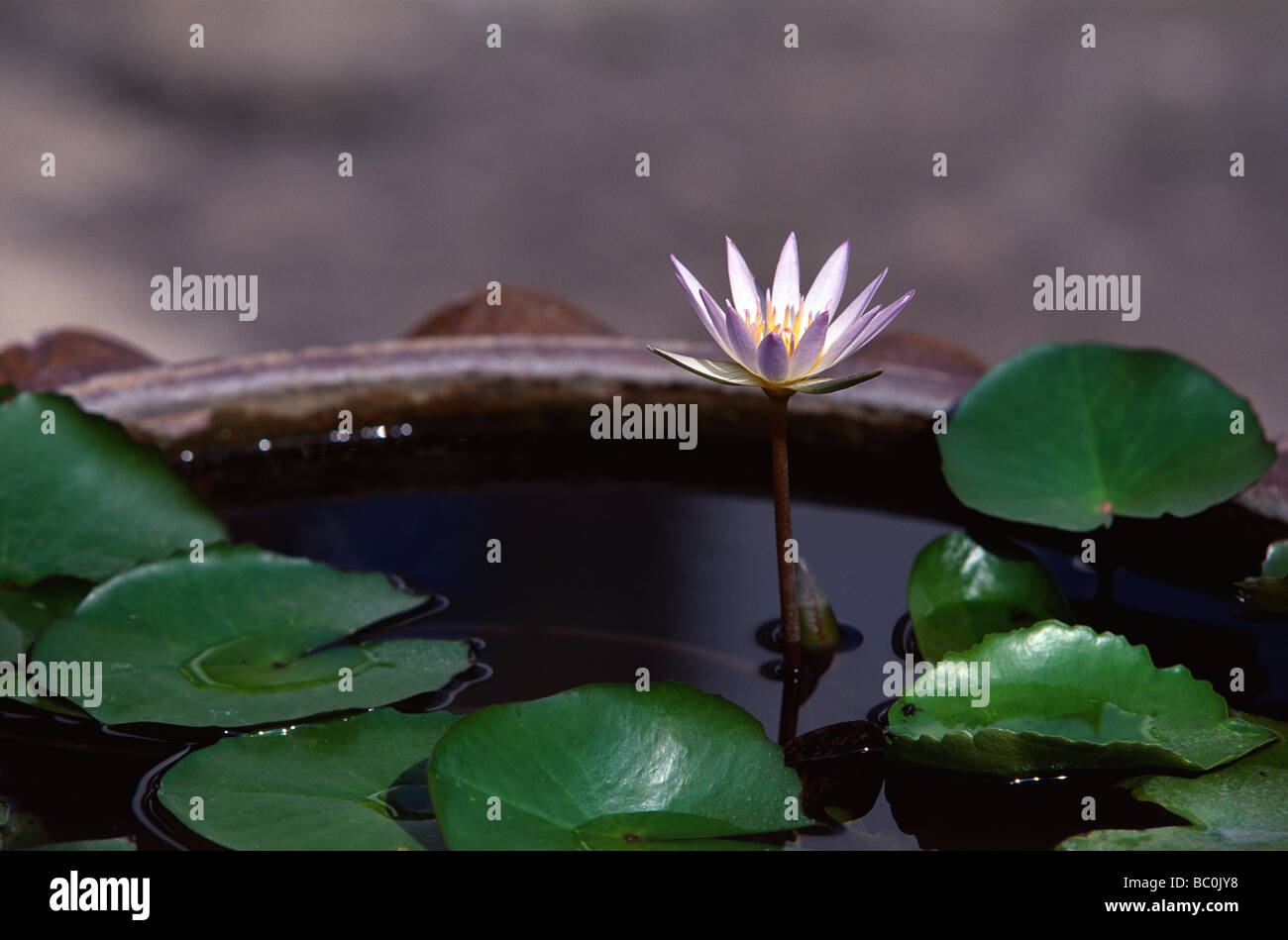 Une seule fleur de lotus pousse dans un grand pot en argile Banque D'Images