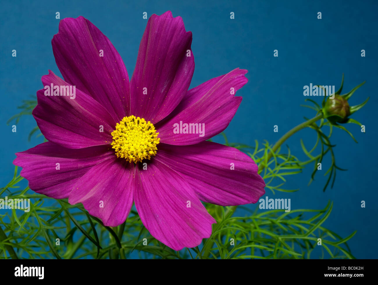 Sonate Cosmos Carmine (Cosmea) Banque D'Images