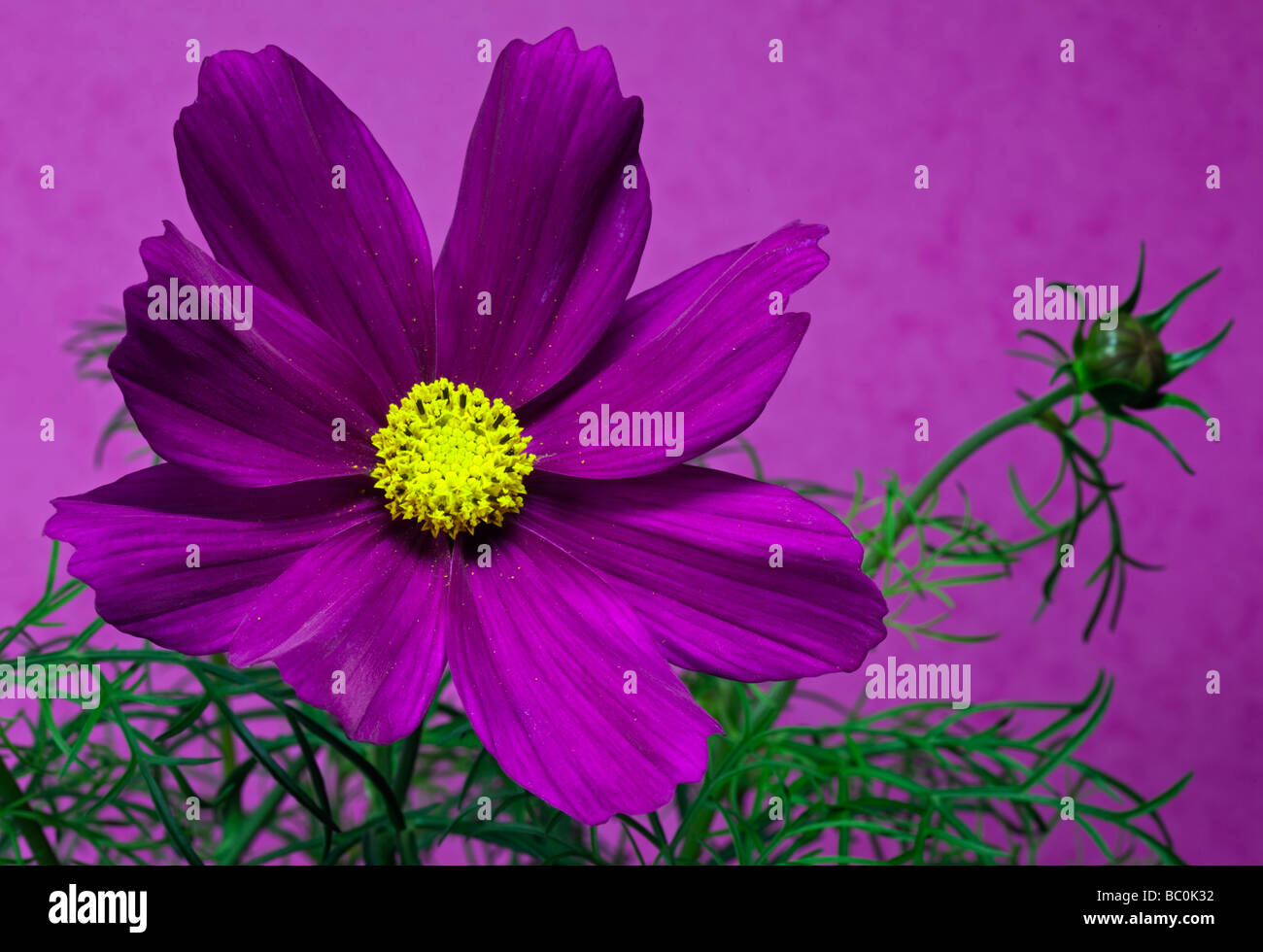 Sonate Cosmos Carmine (Cosmea) Banque D'Images