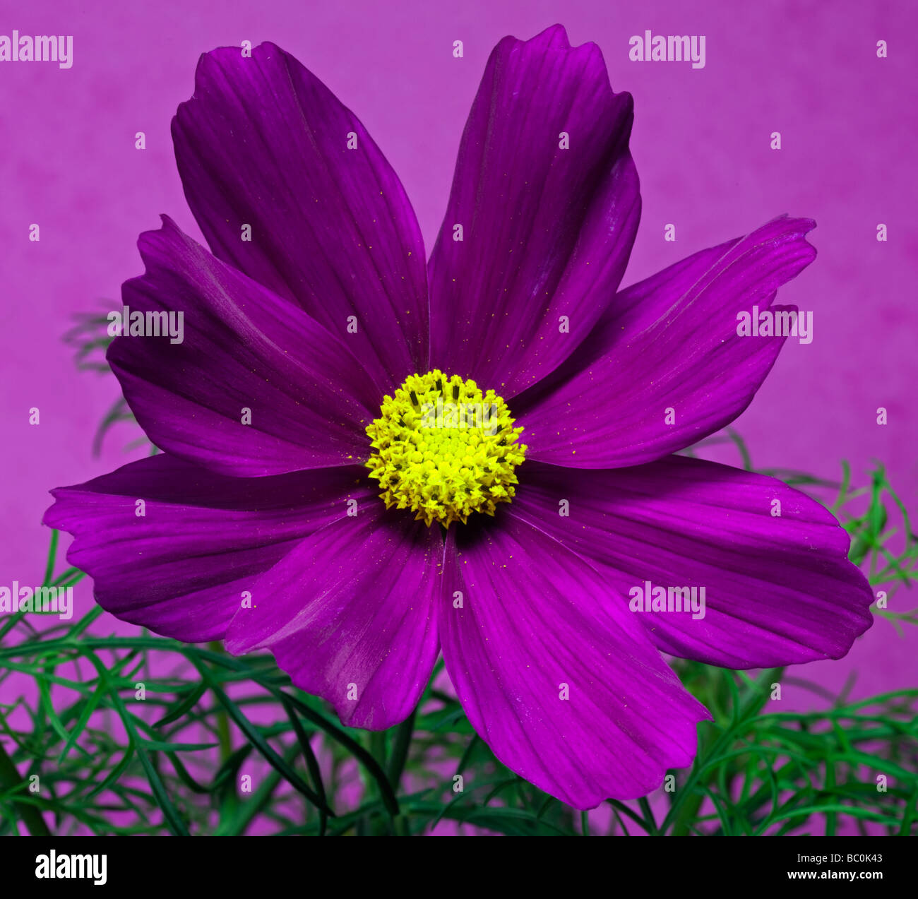 Sonate Cosmos Carmine (Cosmea) Banque D'Images