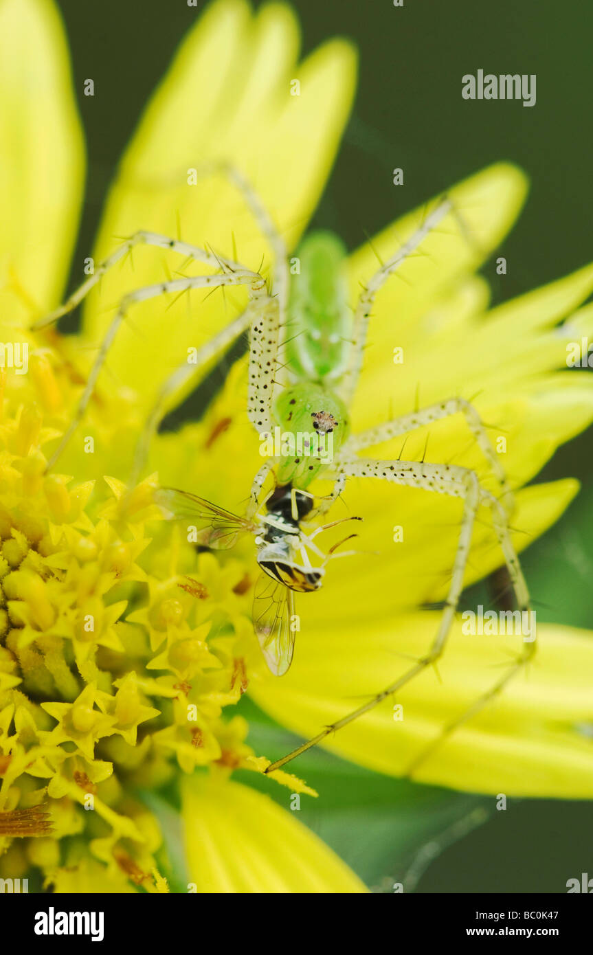 Green Spider Peucetia lynx adultes viridans sur Golden Crownbeard encelioides Verbesina Hoover manger Fly Rio Grande Valley Texas Banque D'Images