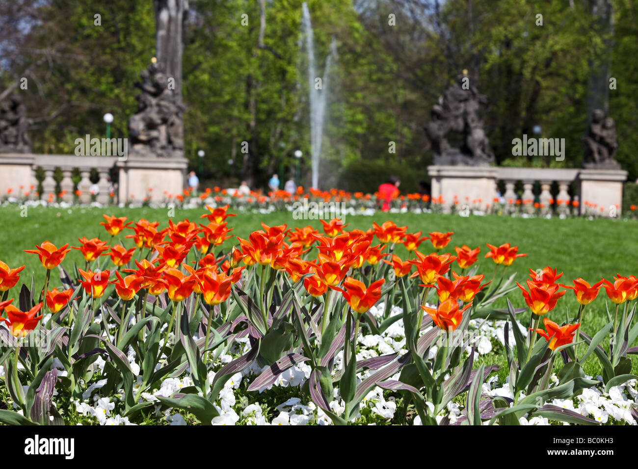 Tulipes au printemps de Prague Banque D'Images