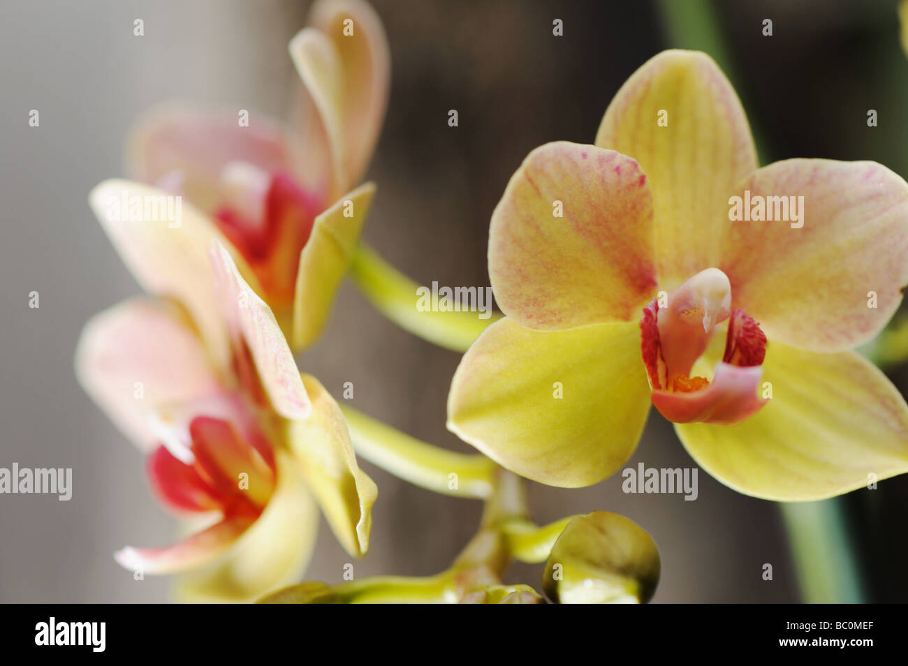 Une fleur jaune orchidée poussant dans un climat tropical Banque D'Images