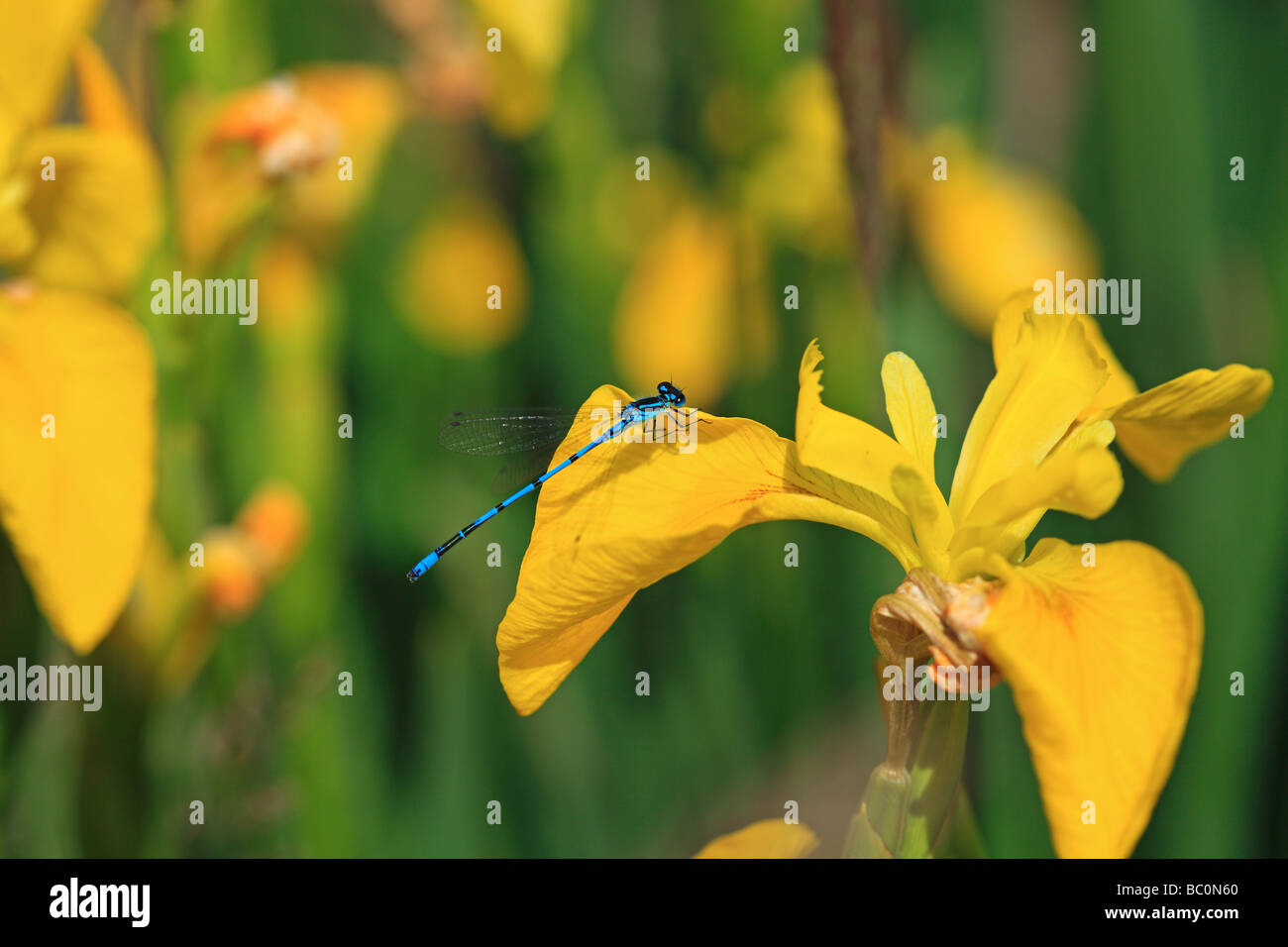 Libellule sur drapeau jaune Iris dans le Yorkshire, UK Banque D'Images
