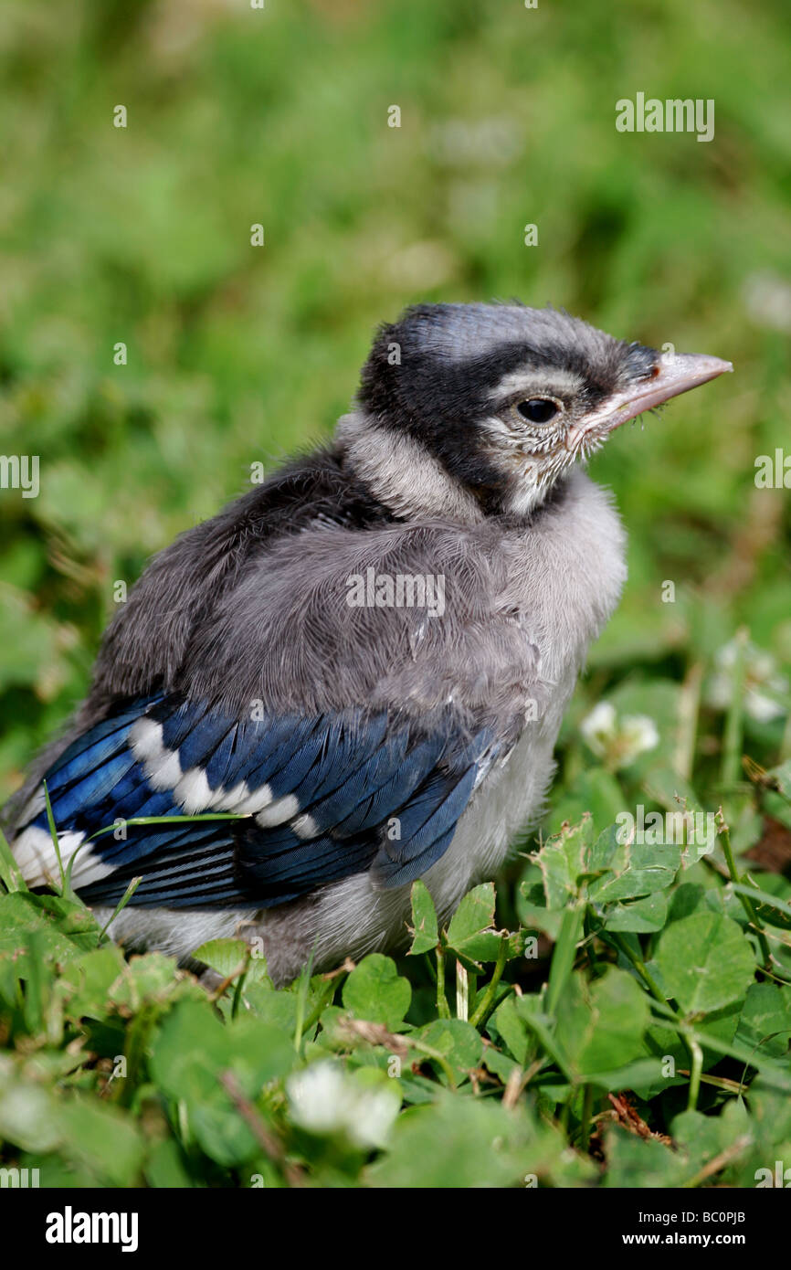 Baby Blue Jay Banque D Image Et Photos Alamy Baby Blue Jay Banque D Image Et Photos Alamy